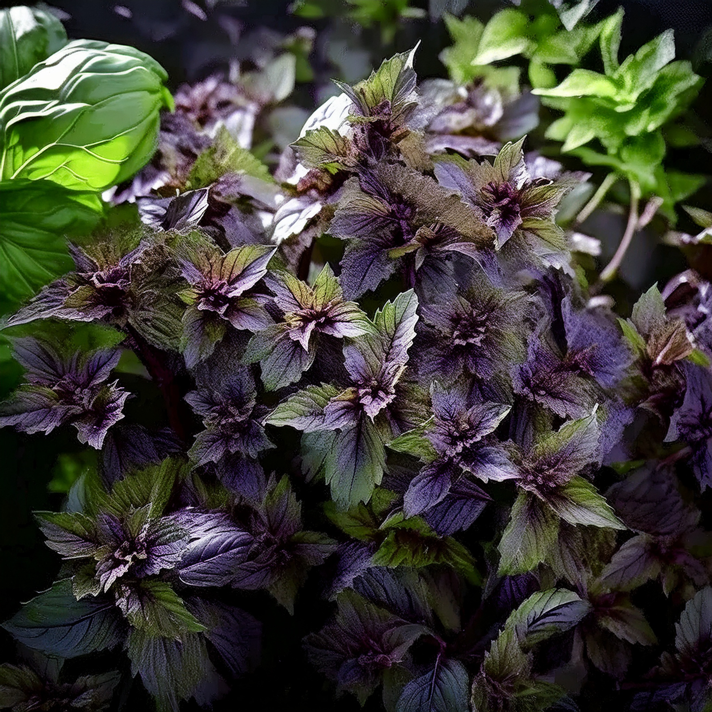Corsican Basil Seeds- 100