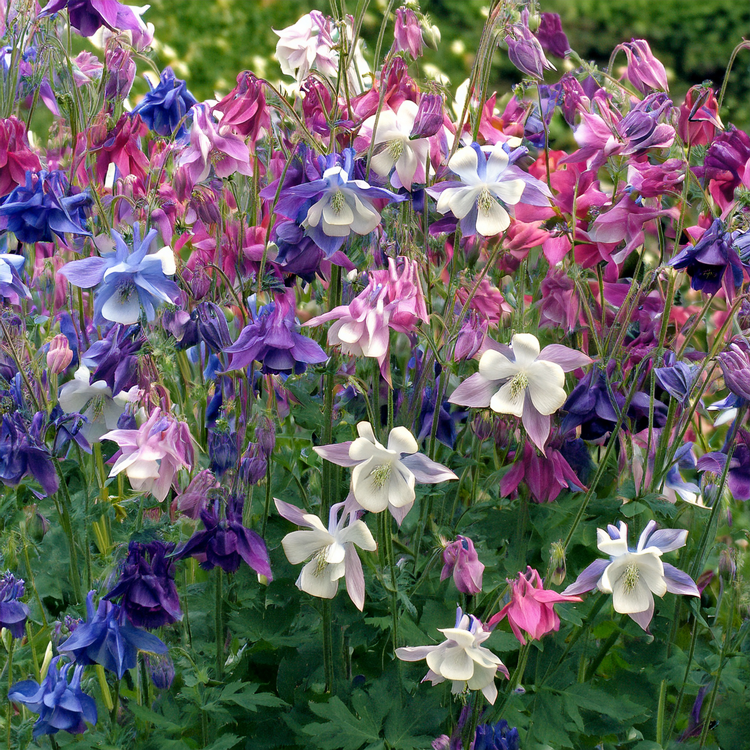 Dwarf Columbine Flower Seeds- Mix Colors- 100 Seeds