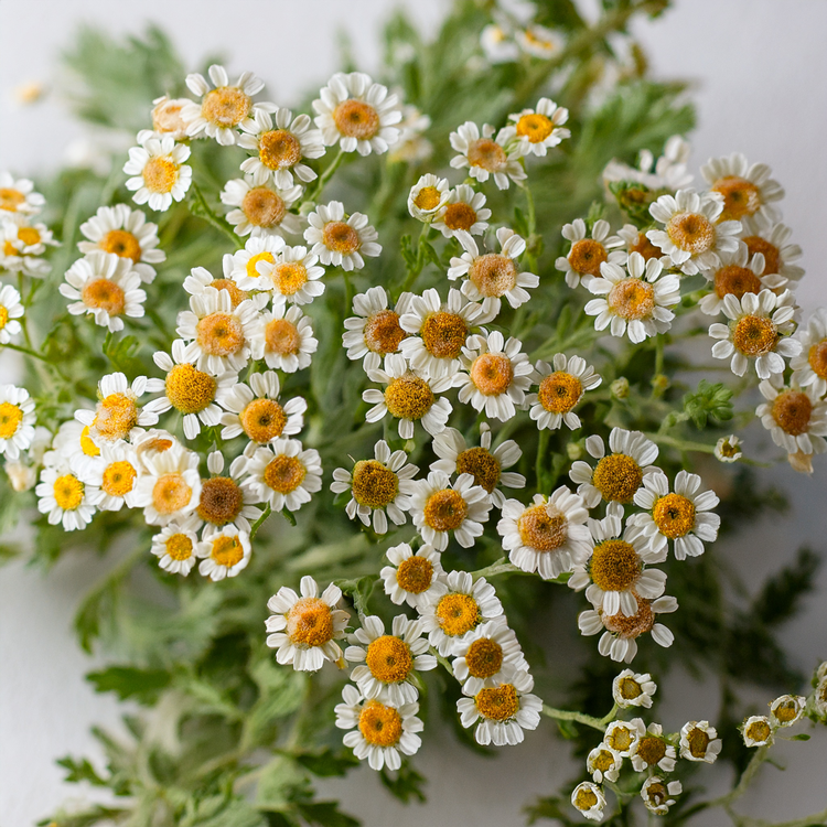 SEEDS-Feverfew Flower Seed Packet- 100 seeds