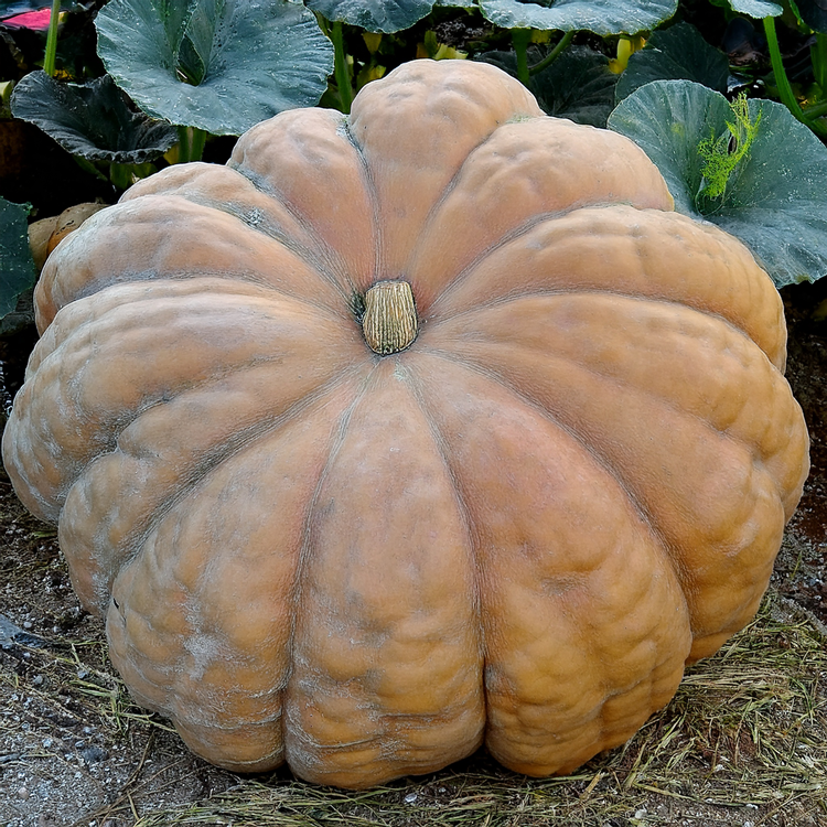 Giant Pumpkin- Dills Atlantic- 10 Seeds