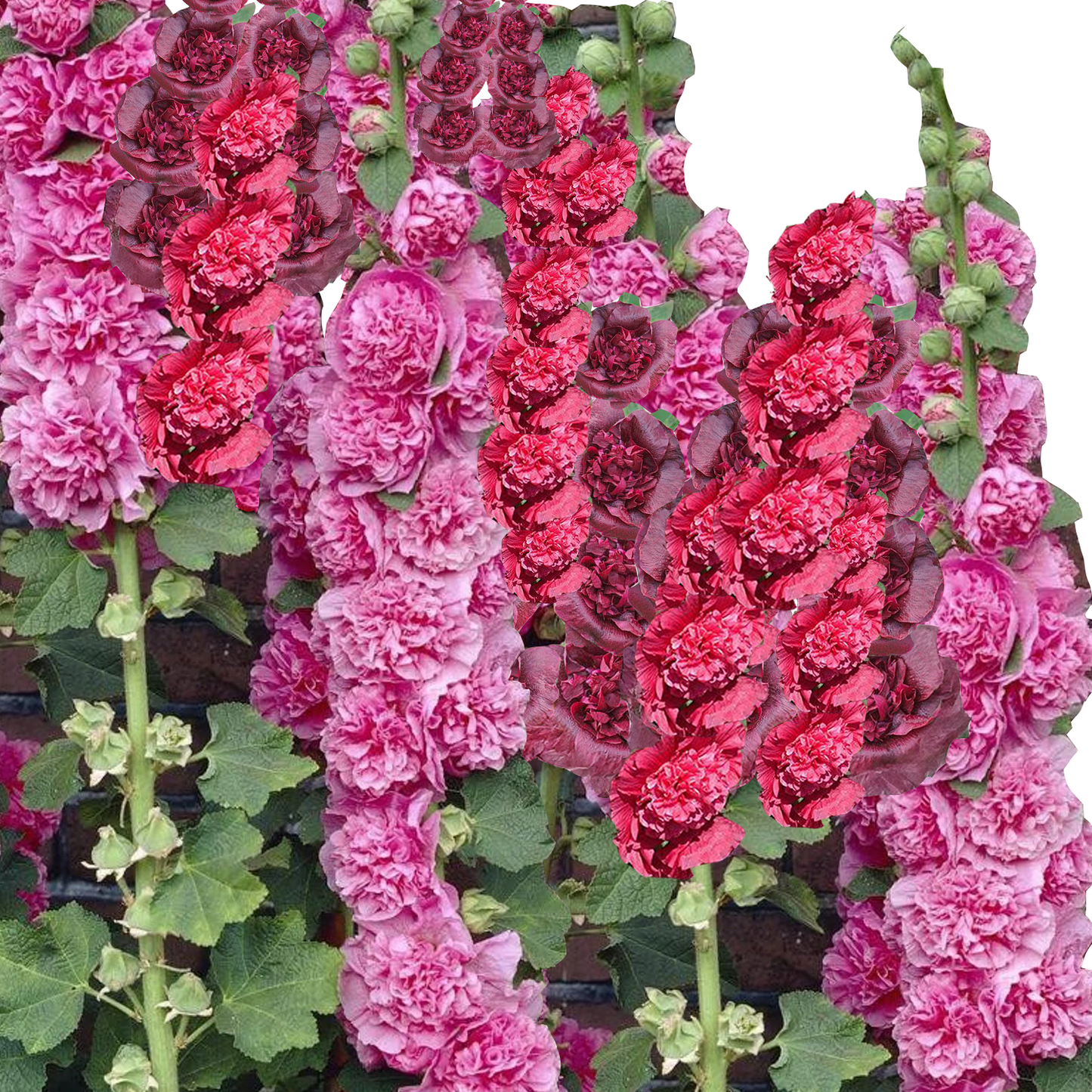 Hollyhock ‘Powderpuff Double Mix’ Seeds (Alcea rosea) - 30 seeds