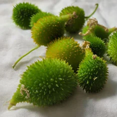 Spiny Gourd / Kantola – Momordica balsamina- 30 seeds – Seed To Life