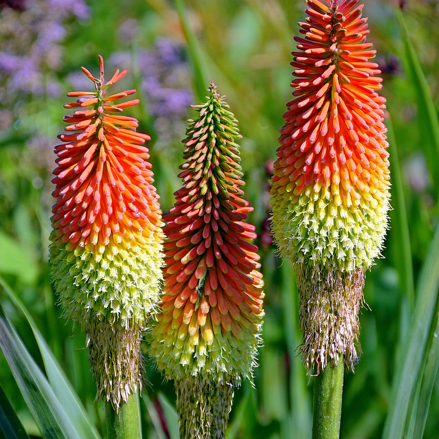 Kniphofia – Flamenco- Red Hot Poker Seeds (50)
