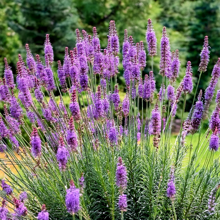 Liatrice- Z Scape-30 Seeds