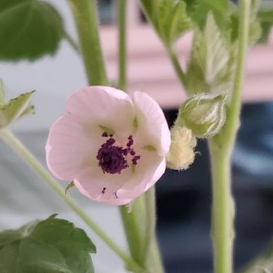 Marshmallow Plant (Althaea officinalis) - 50 Seeds