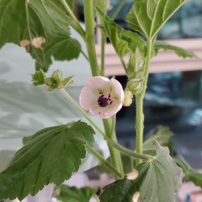 Marshmallow Plant (Althaea officinalis) - 50 Seeds