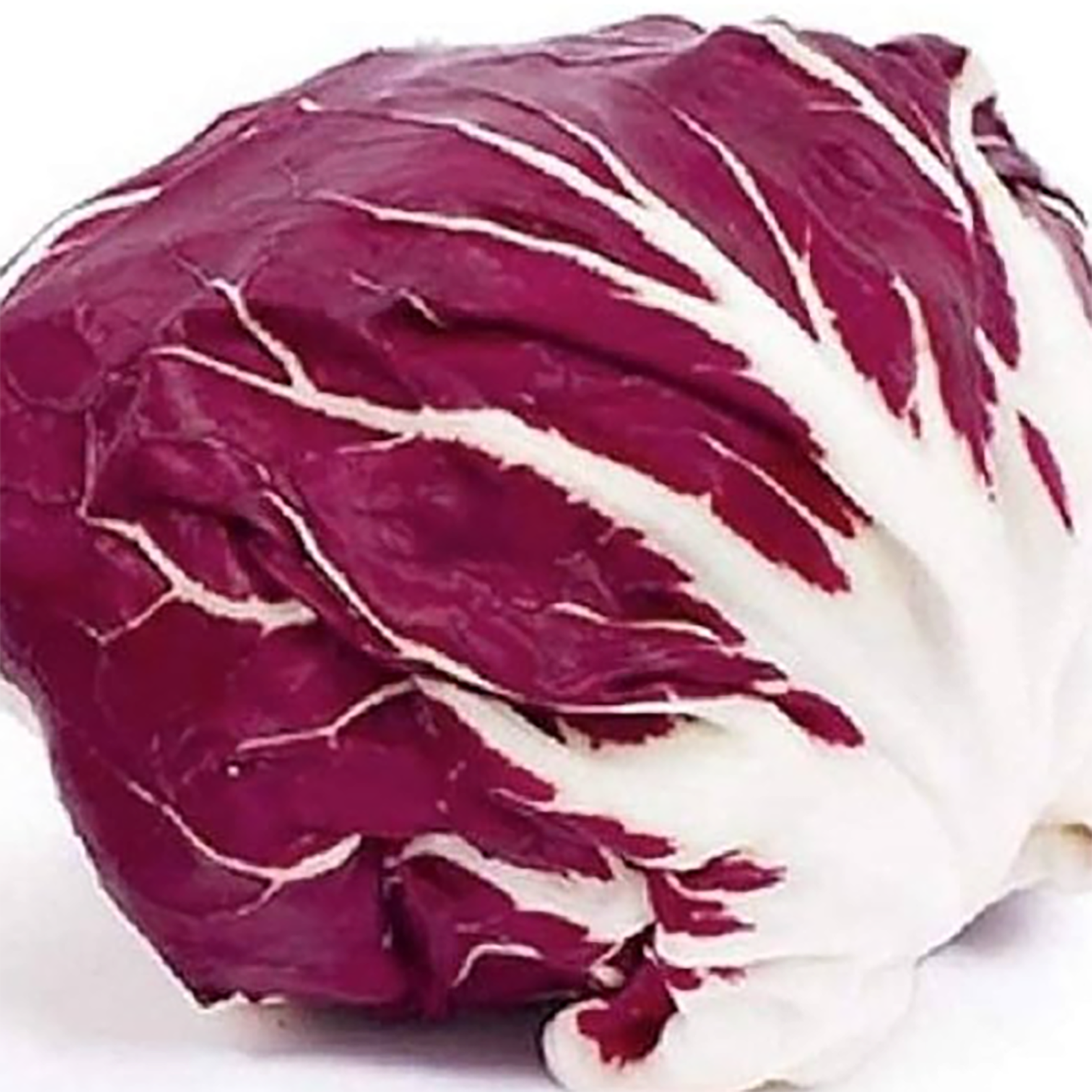 radicchio la rosa del veneto seeds 100 SEEDS- Radicchio Seeds