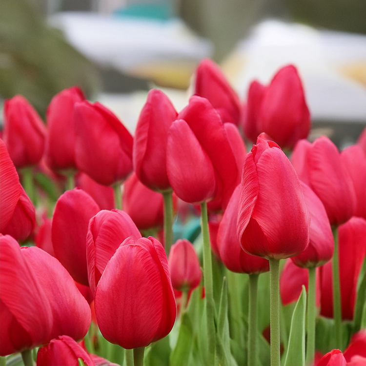 Red Tulip Bulbs for Planting-10