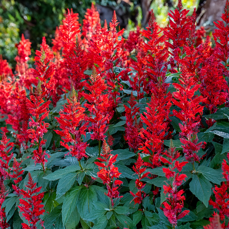 Salvia Seeds- ‘Red Hot Sally’ II'- 15 seeds