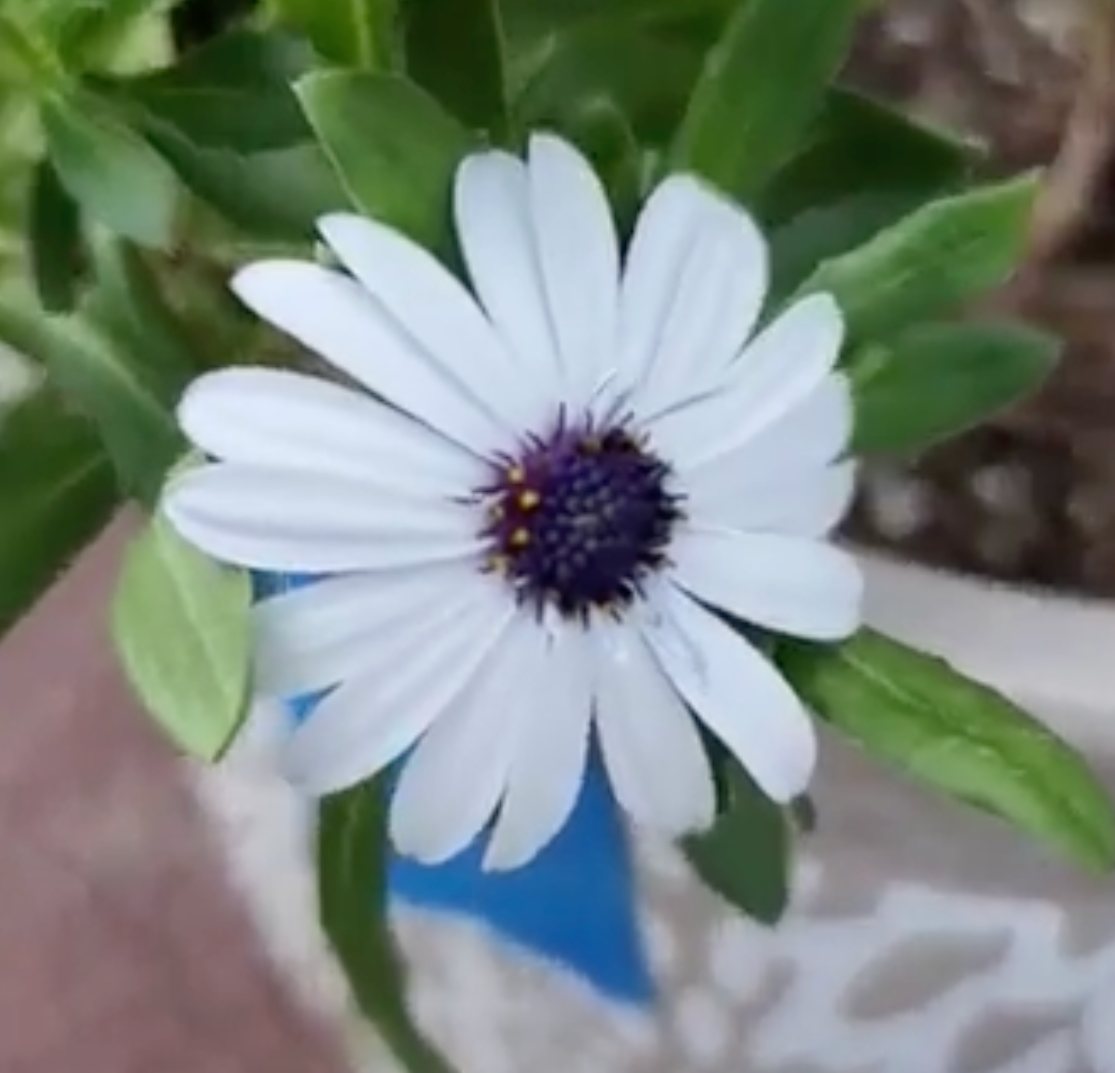 White Cape Daisy- 50 Seeds-