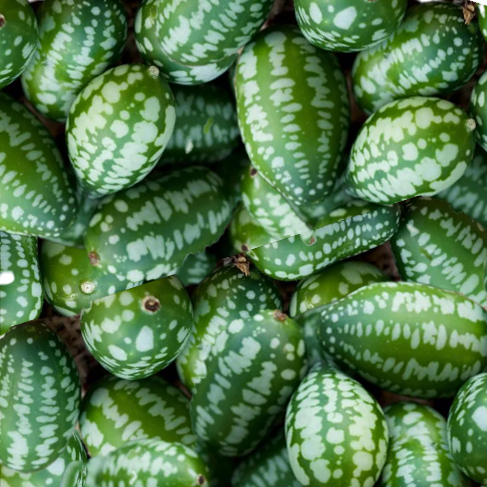 Cucamelon- Mexican Sour Gherkin - 30 seeds