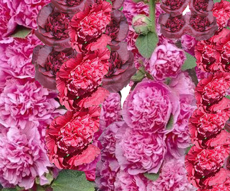 Hollyhock ‘Powderpuff Double Mix’ Seeds (Alcea rosea) - 30 seeds
