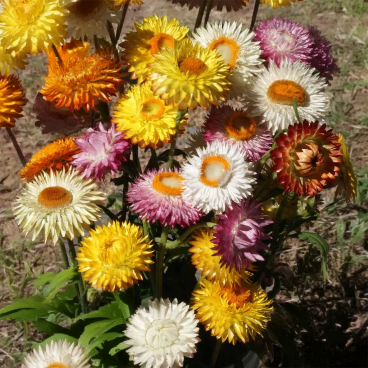 Strawflower Tall Double Mix- 100 seeds