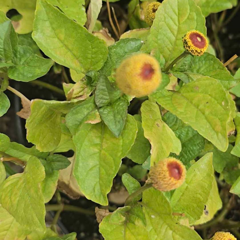 SEED PACKET- Toothache Flower- 25 seeds