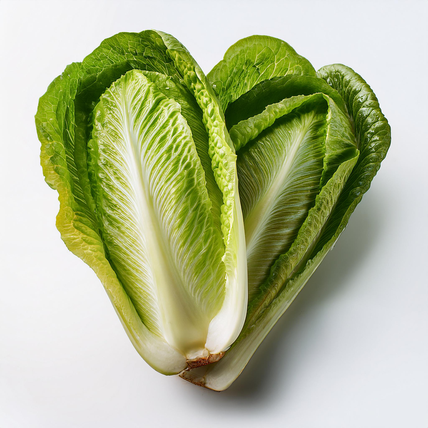 Lettuce- Romaine - Little Caesar- 200 seeds
