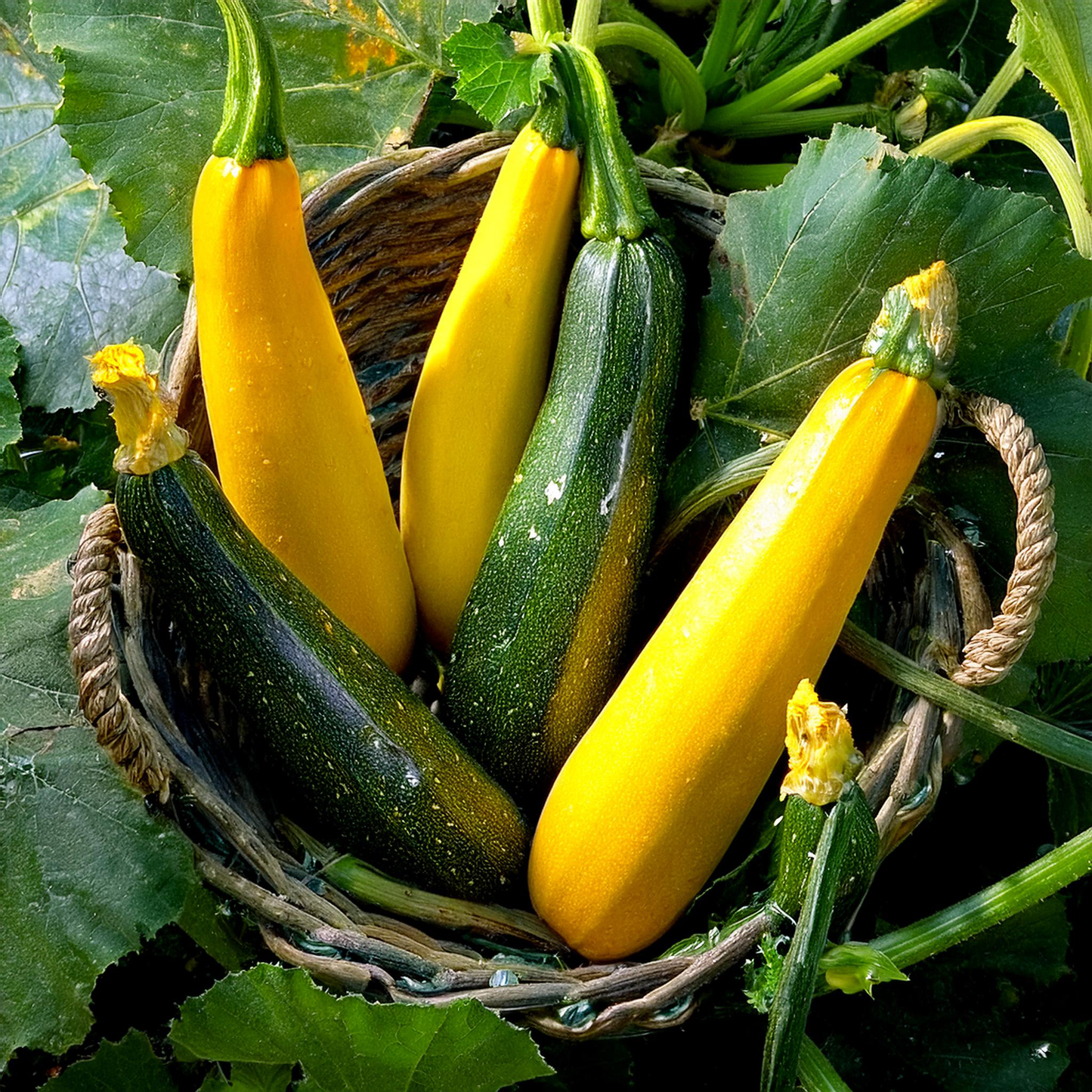 Zucchini - Golden Summer Squash - Non GMO Heirloom - 20 seeds