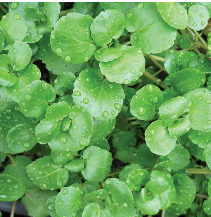 SEEDS 1g (800)- Organic Watercress-Nasturtium officinale
