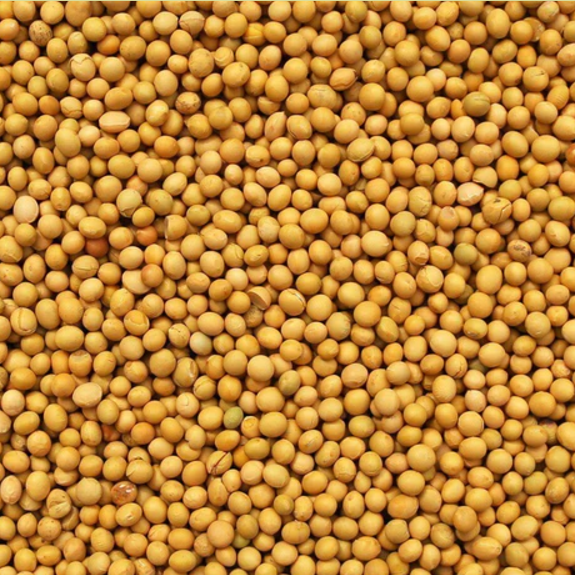 Bean Seeds - Edamame - BeSweet - 30 seeds