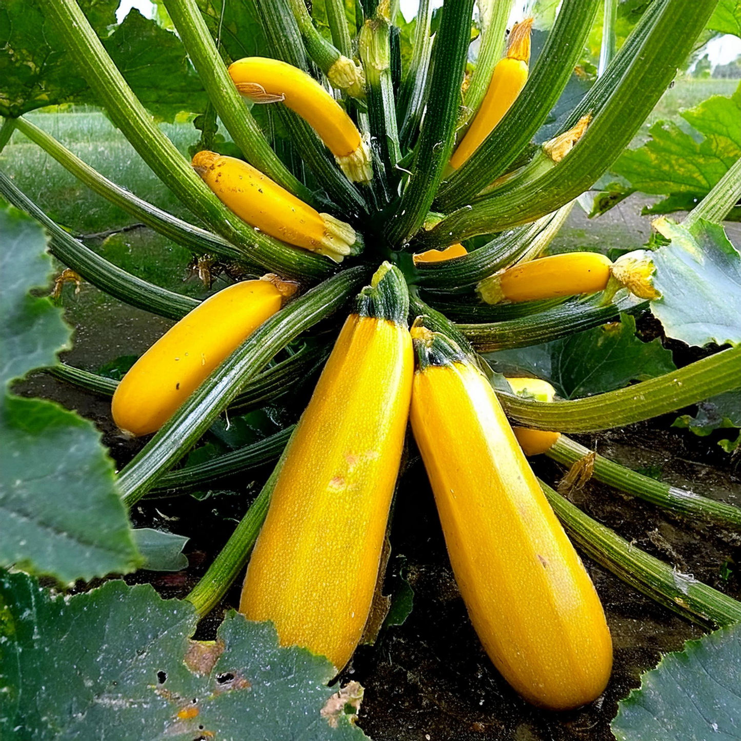 Zucchini - Golden Summer Squash - Non GMO Heirloom - 20 seeds