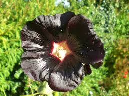 Hollyhock Seeds - Nigra- 30 seeds