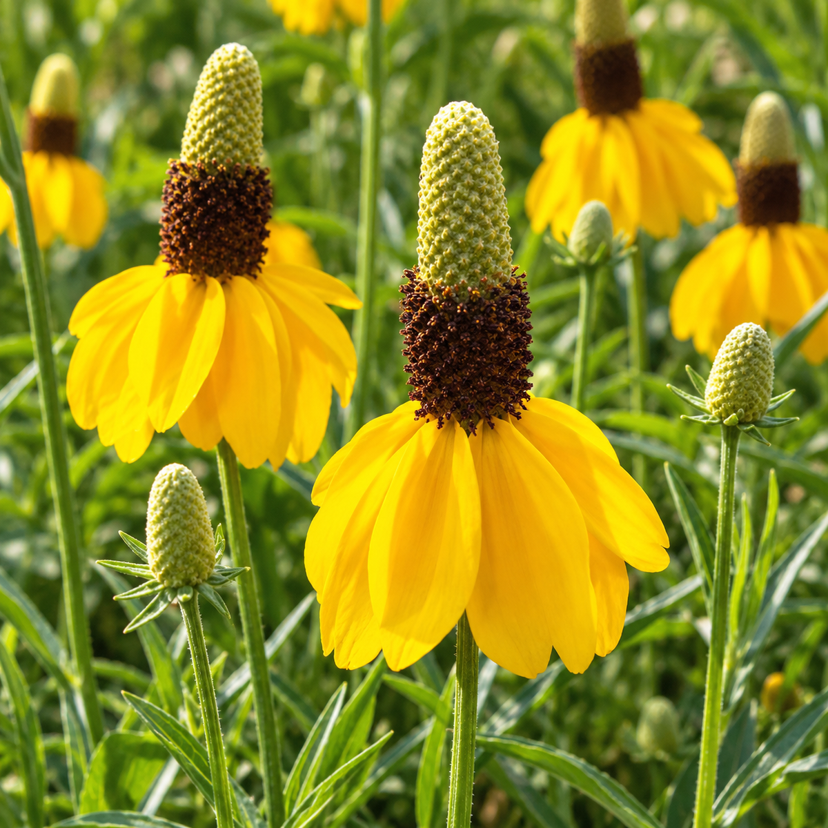 Cone Flower- Tall – 100 Seeds