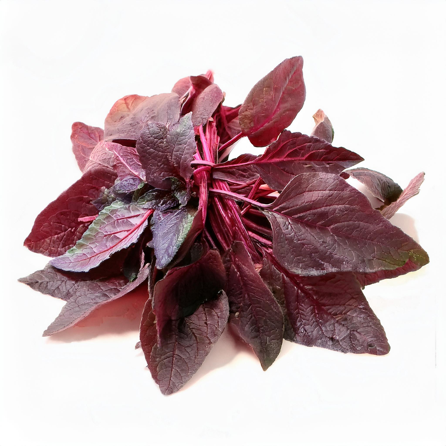Amaranth - Midnight Red- 100 seeds