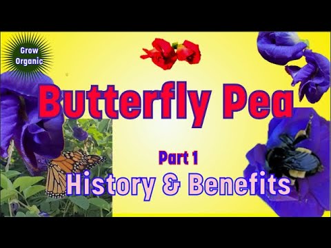 Butterfly Pea Plant- Blue- Double Flowers- Clitoria ternatae - 1 gallon