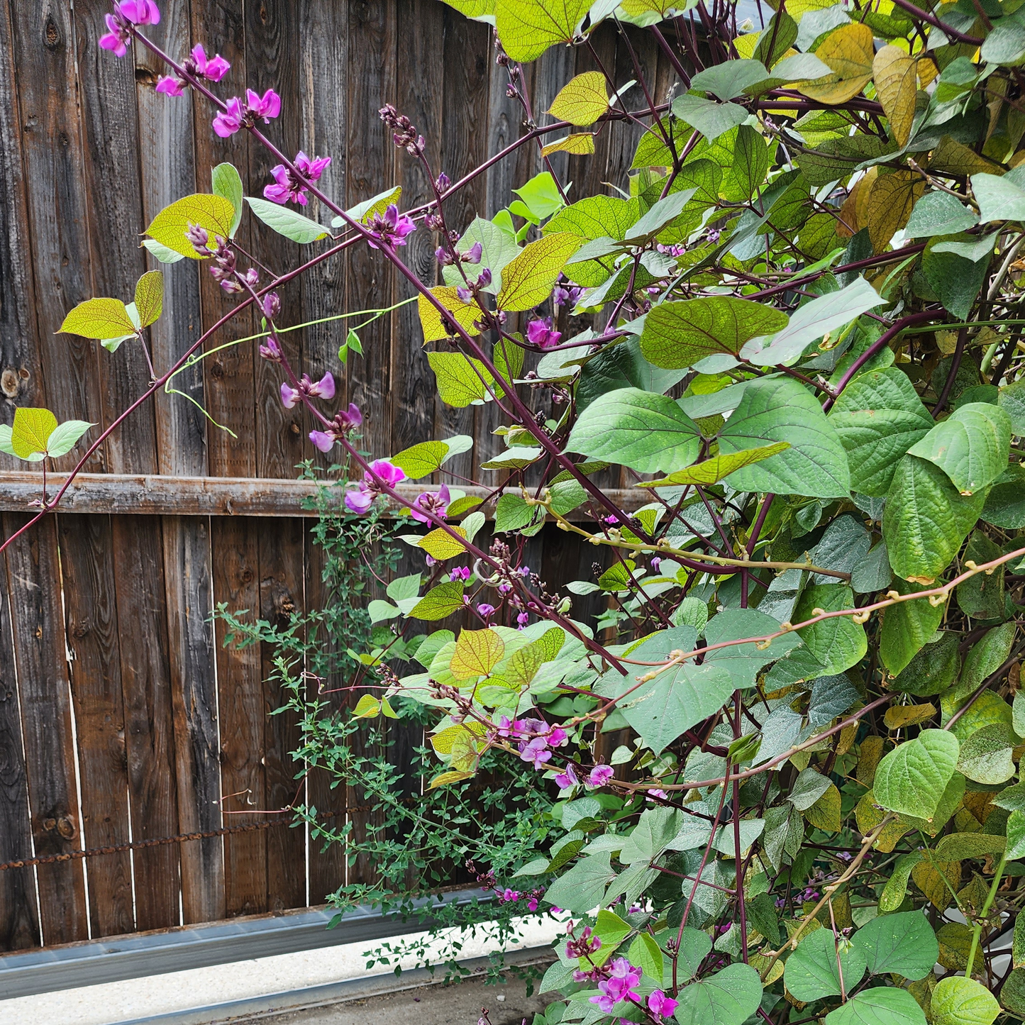Hyacinth Bean - Purple Moon - 15 seeds
