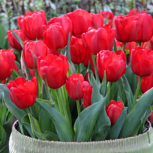 Red Tulip Bulbs for Planting-25 bulbs