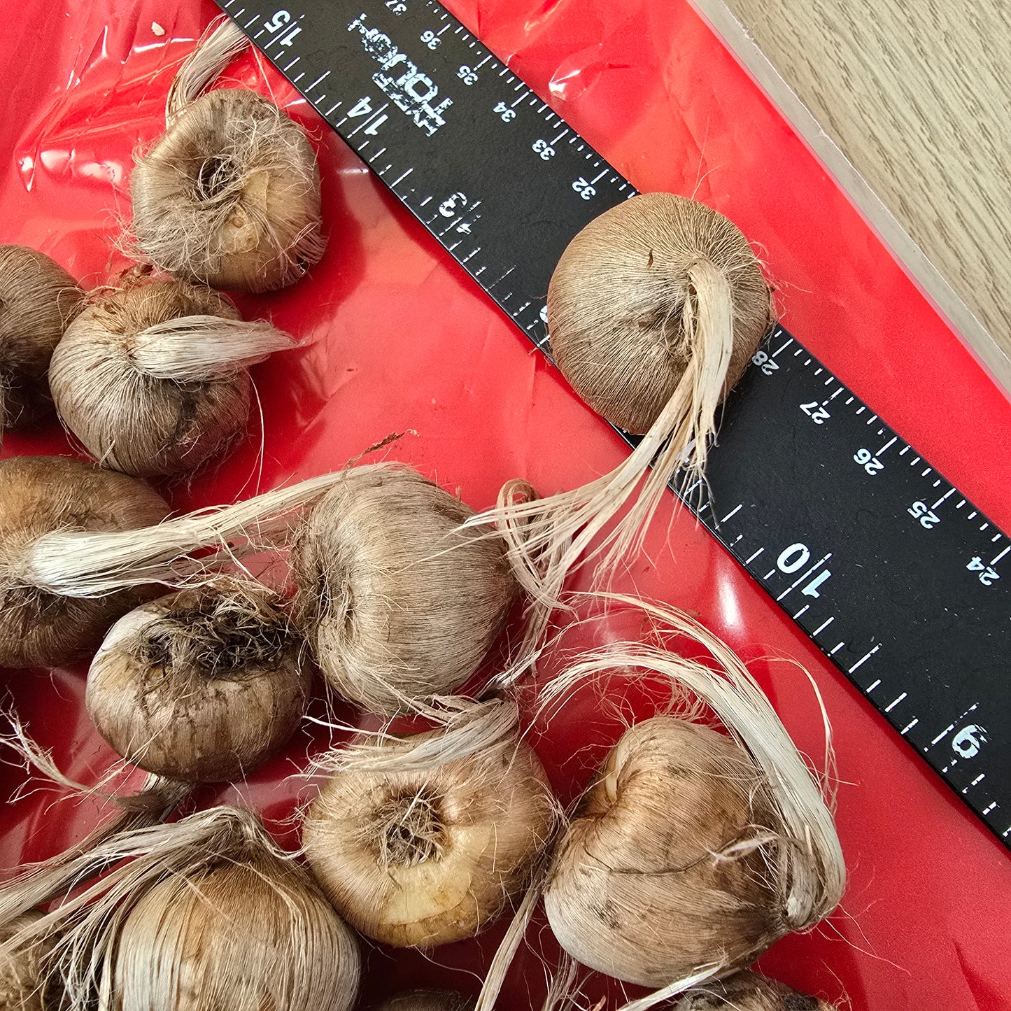 Saffron Crocus- 25 bulbs - Crocus sativus