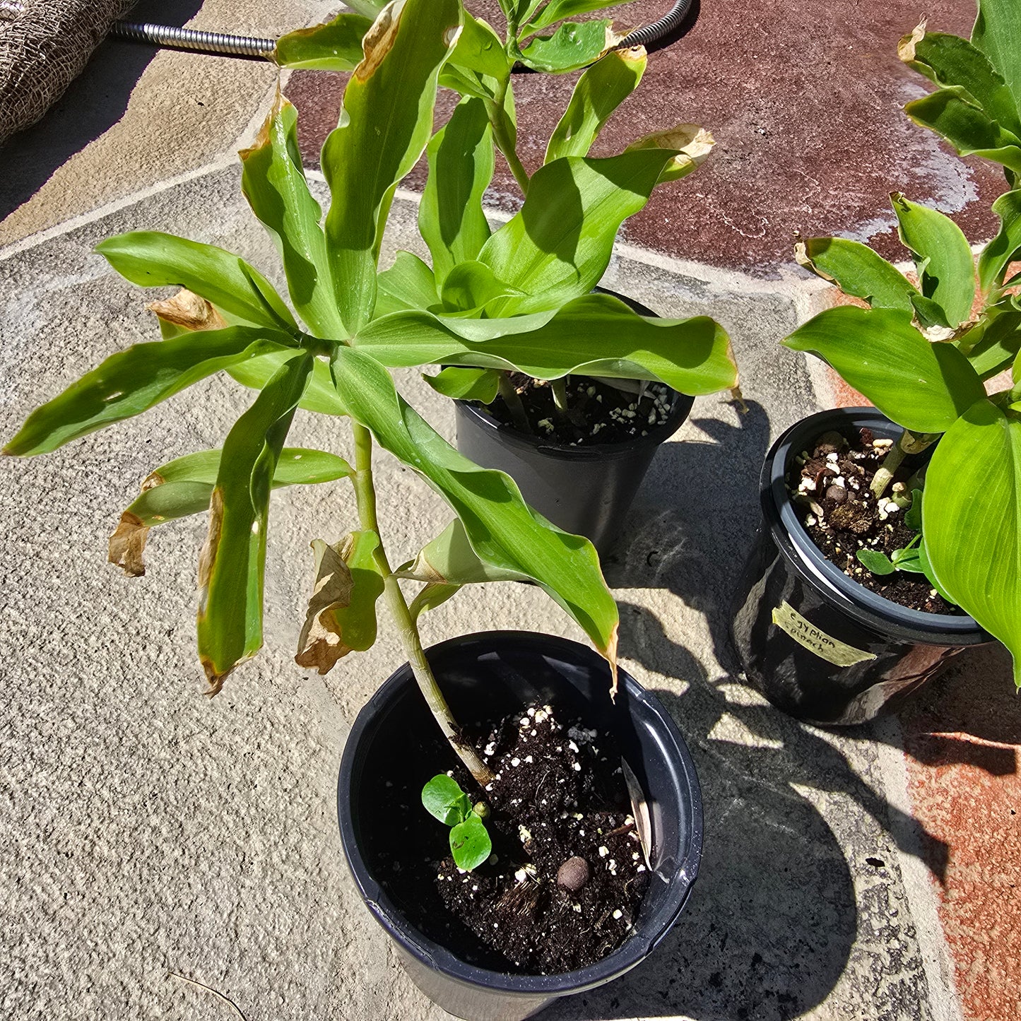 Spiral Flag Plant- Costus igneus