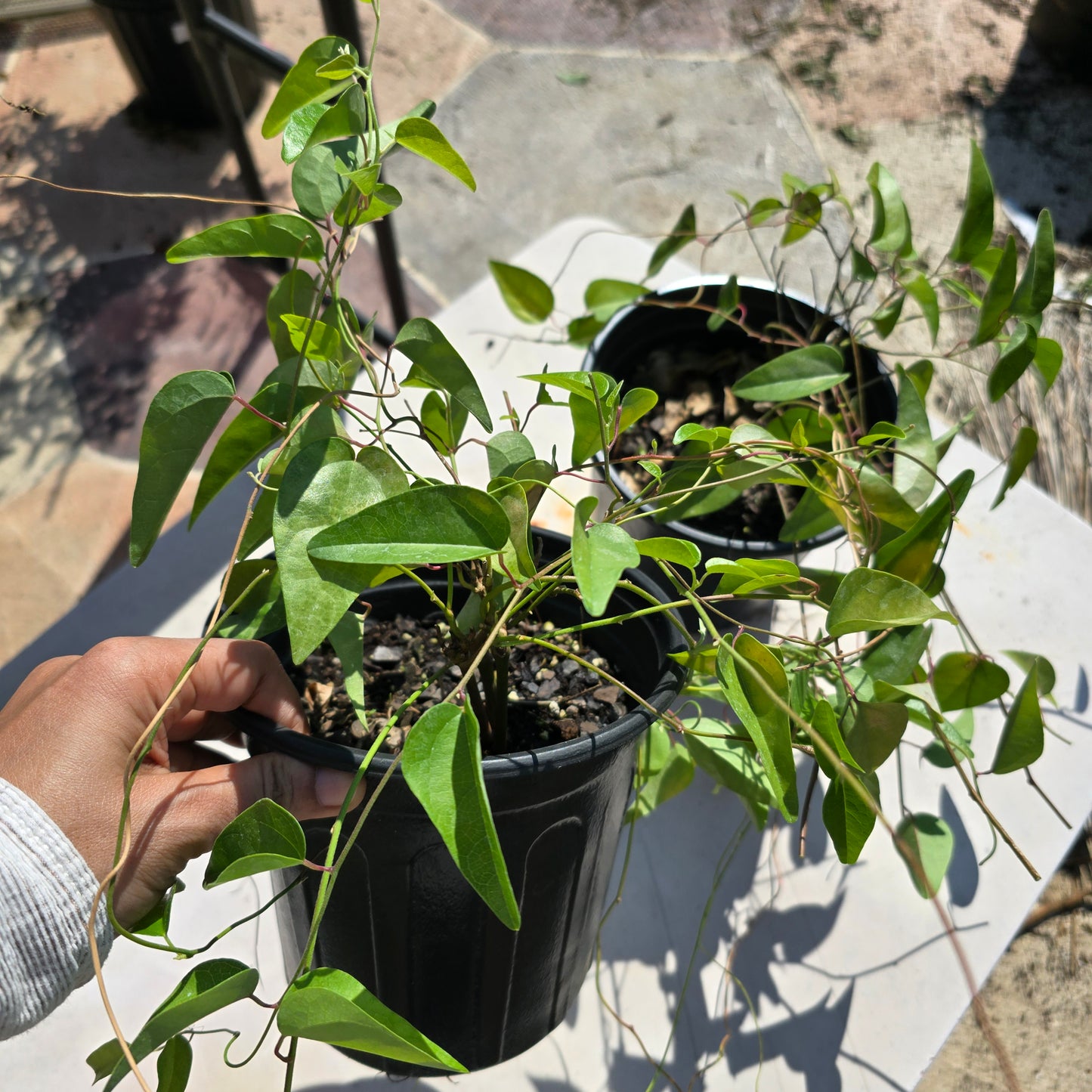 Glass Jelly Vine- 1 gallon pot