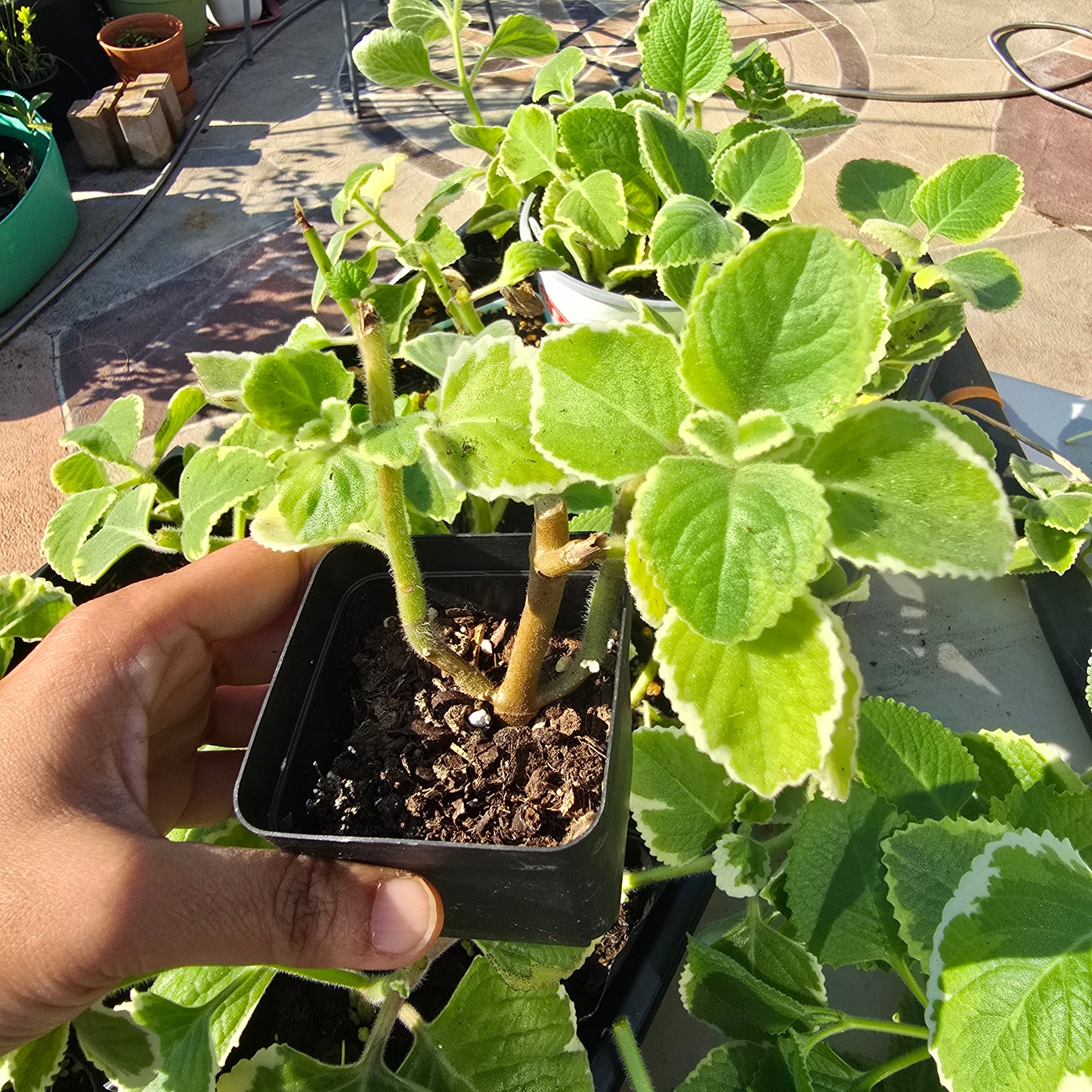 Cuban Oregano Starter Plants in 3 inch pots- Plectranthus amboinicus- varigated and plain varieties 1 of each