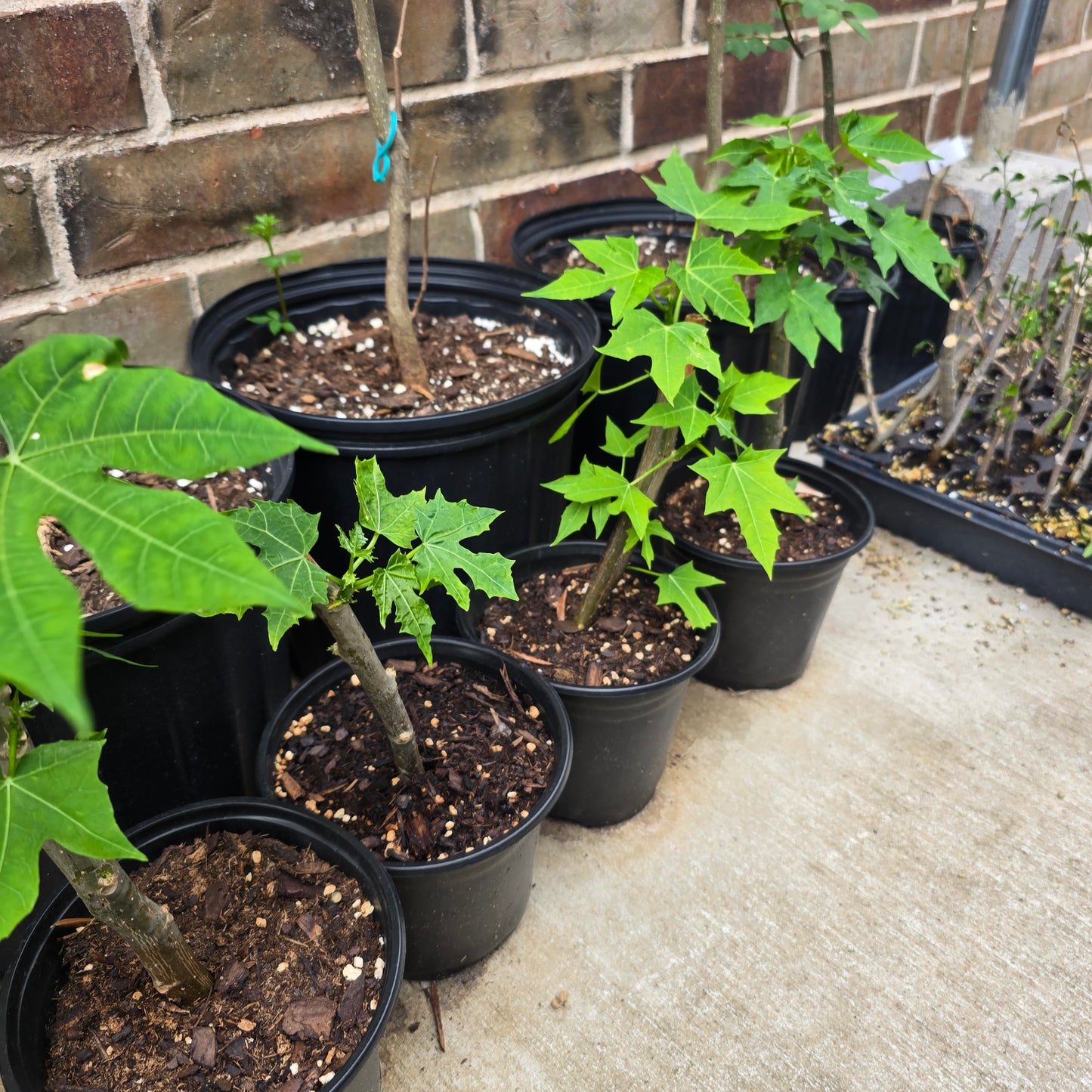 Chaya Plant- Potted- 5" pot- Cnidoscolus aconitifolius