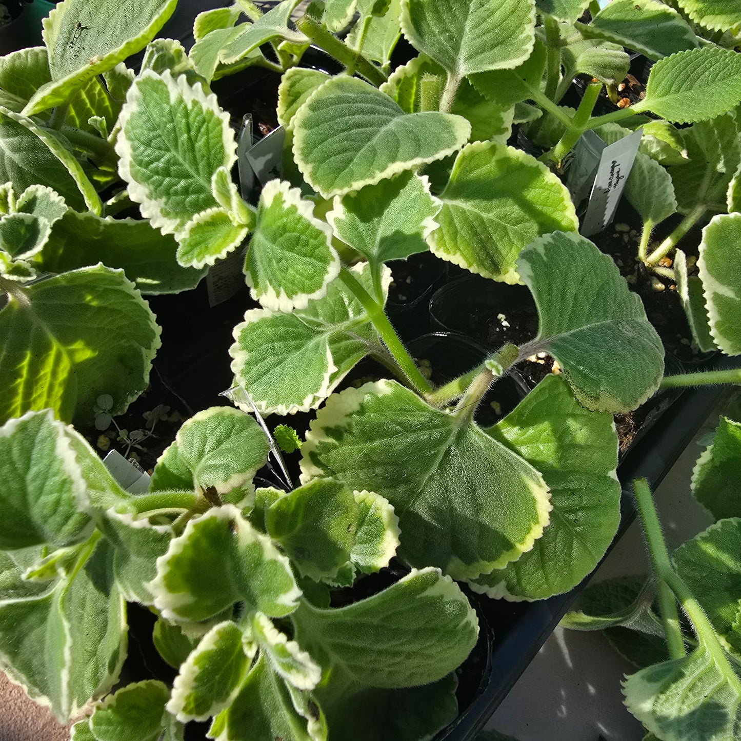 Cuban Oregano Starter Plants in 3 inch pots- Plectranthus amboinicus- varigated and plain varieties 1 of each