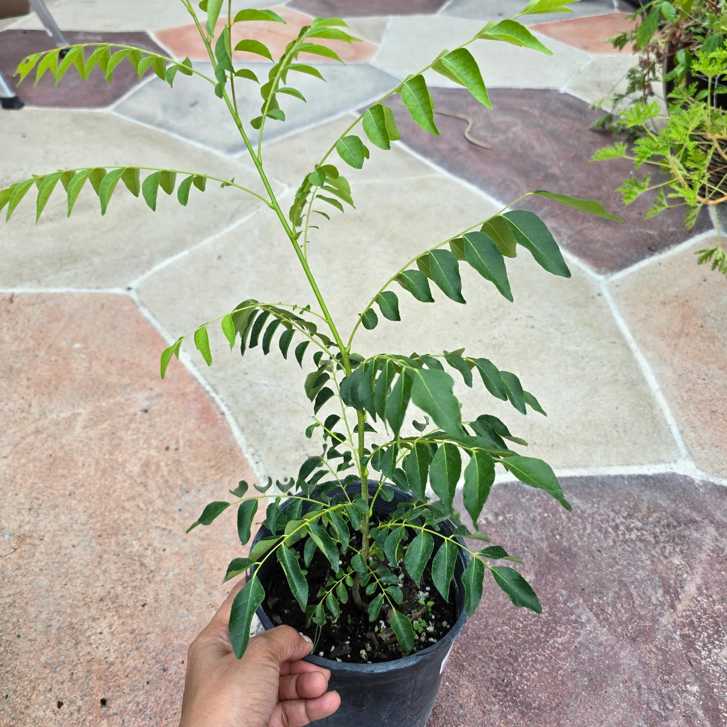 Curry Leaf Plant