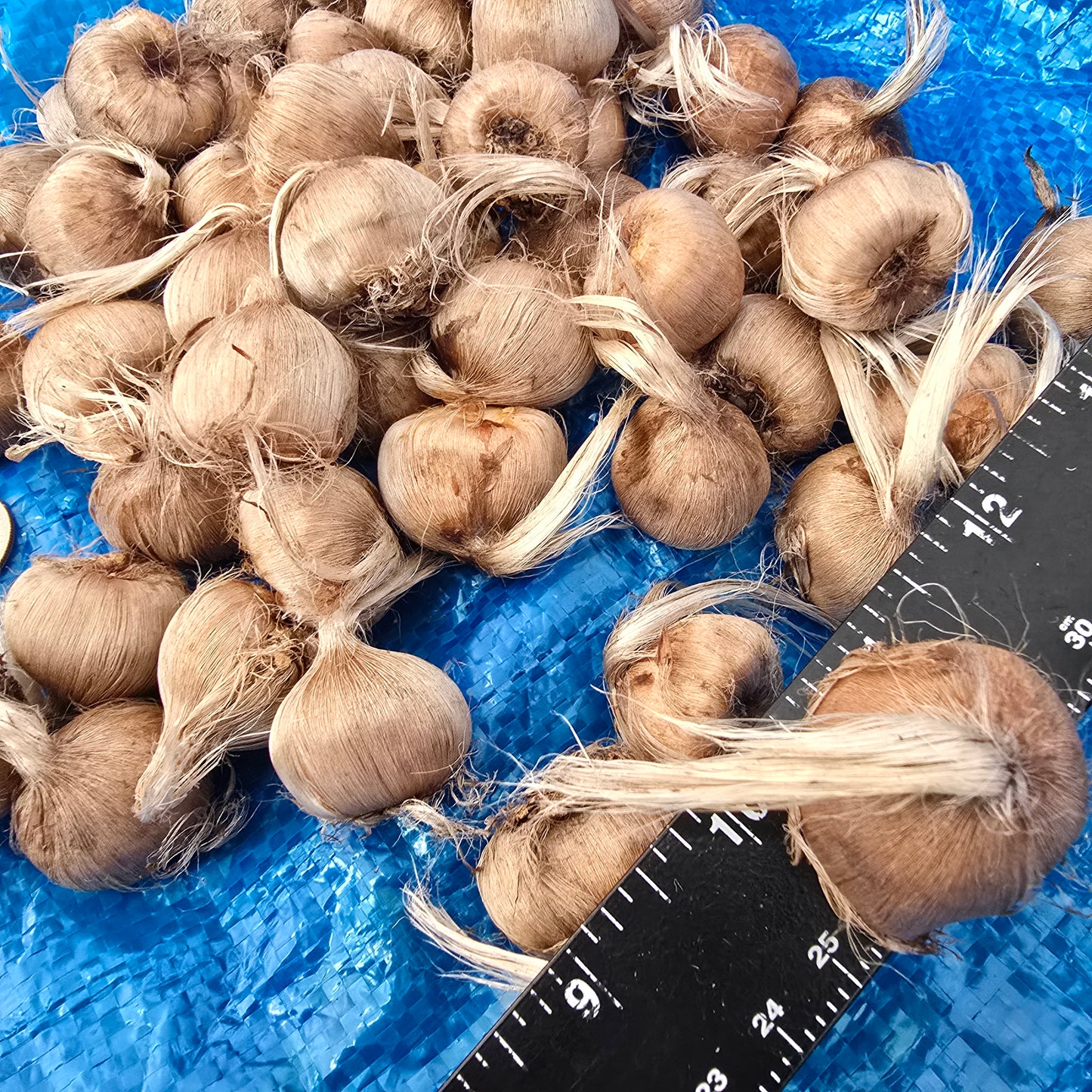 Saffron Crocus- 50 bulbs - Crocus sativus
