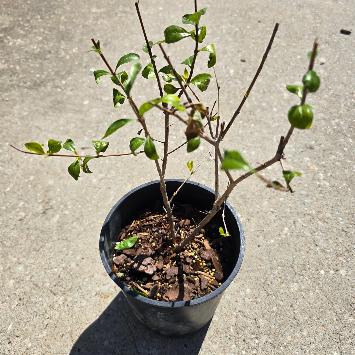 Henna - 1 gallon pot | Lawsonia inermis