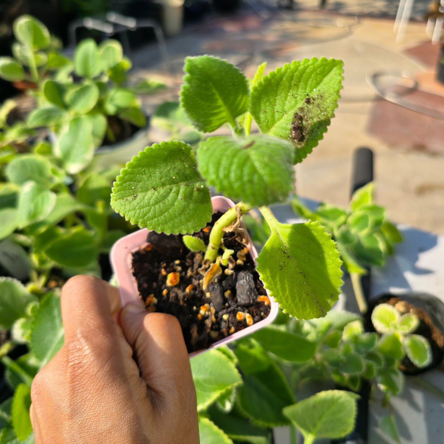 Cuban Oregano Starter Plants in 3 inch pots- Plectranthus amboinicus- varigated and plain varieties 1 of each