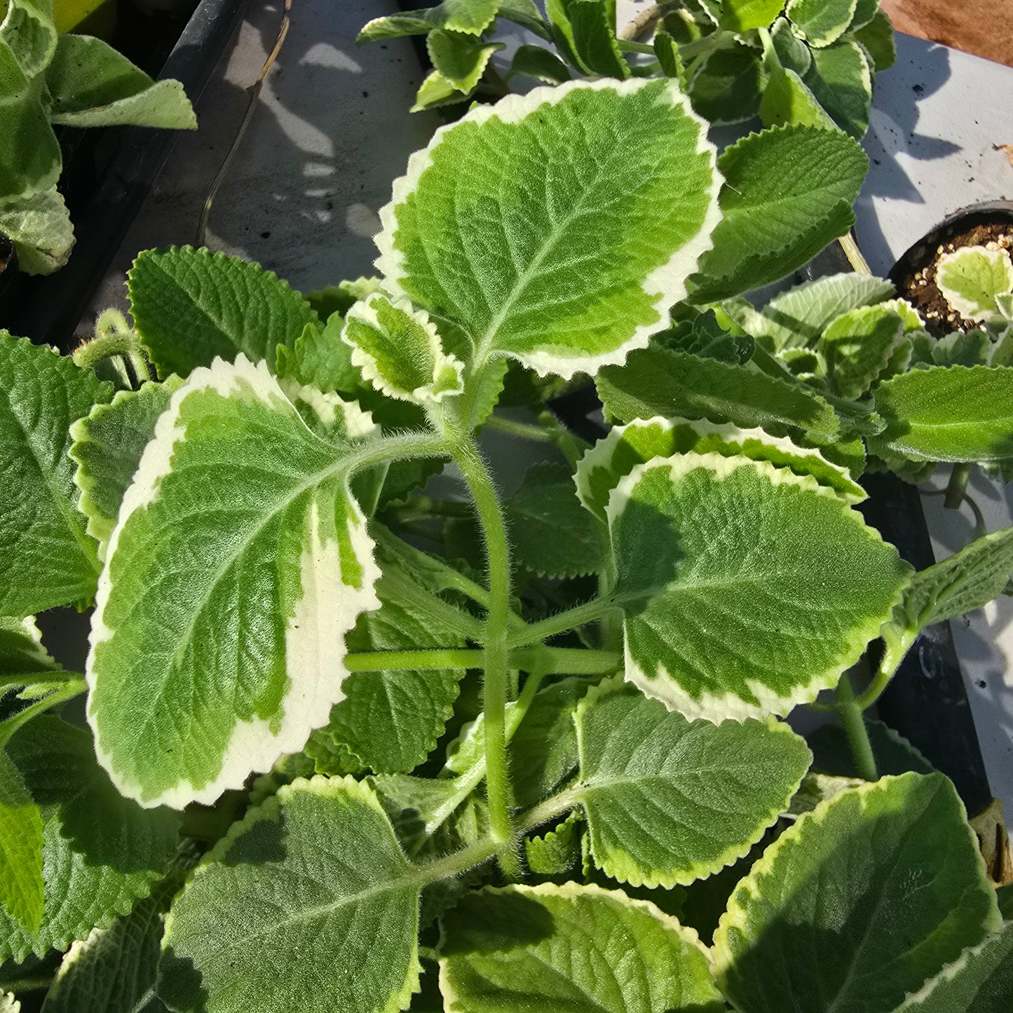 Cuban Oregano Starter Plants in 3 inch pots- Plectranthus amboinicus- varigated and plain varieties 1 of each