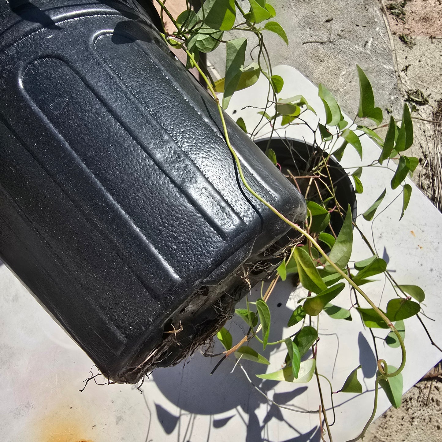 Glass Jelly Vine- 1 gallon pot