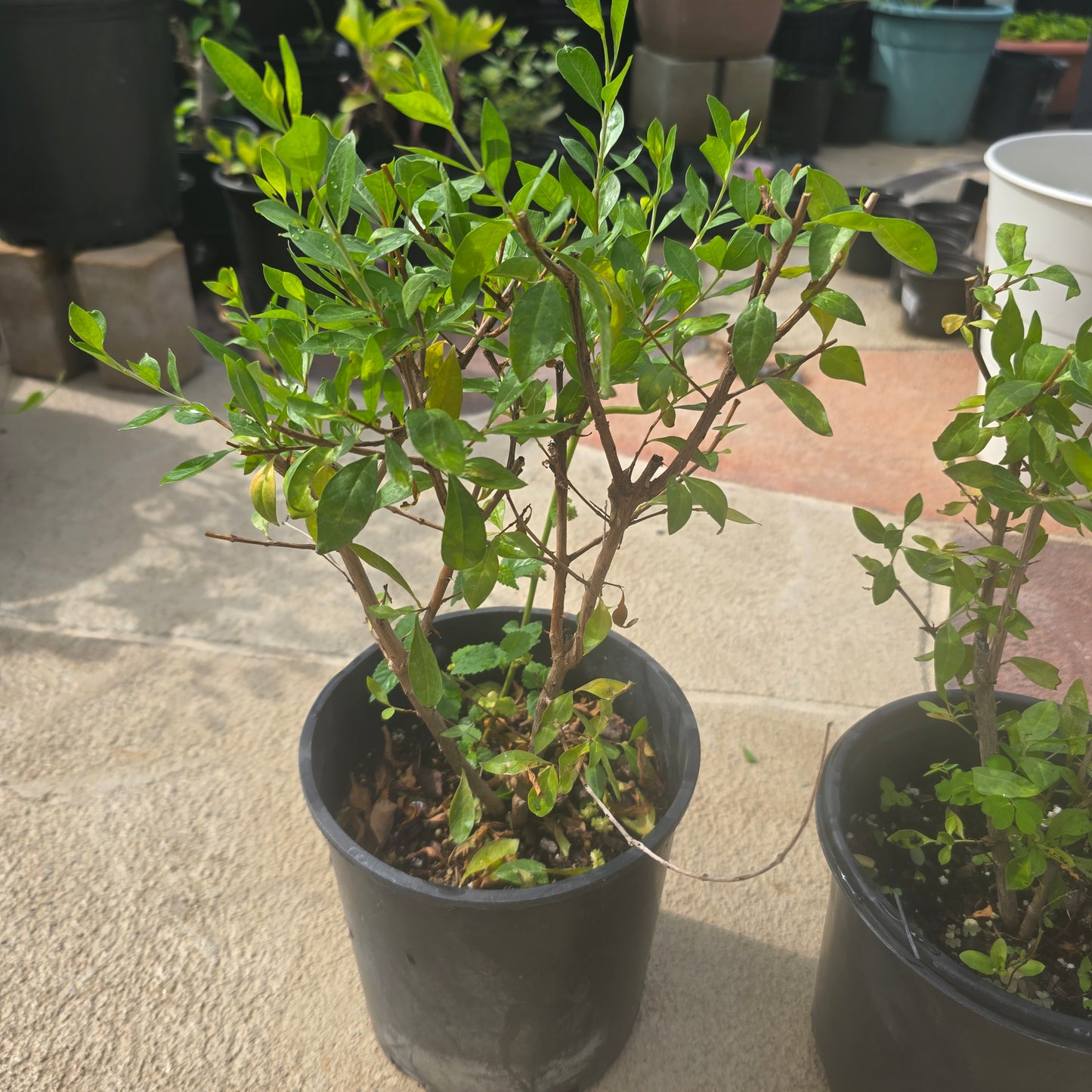 Henna - 1 gallon pot | Lawsonia inermis