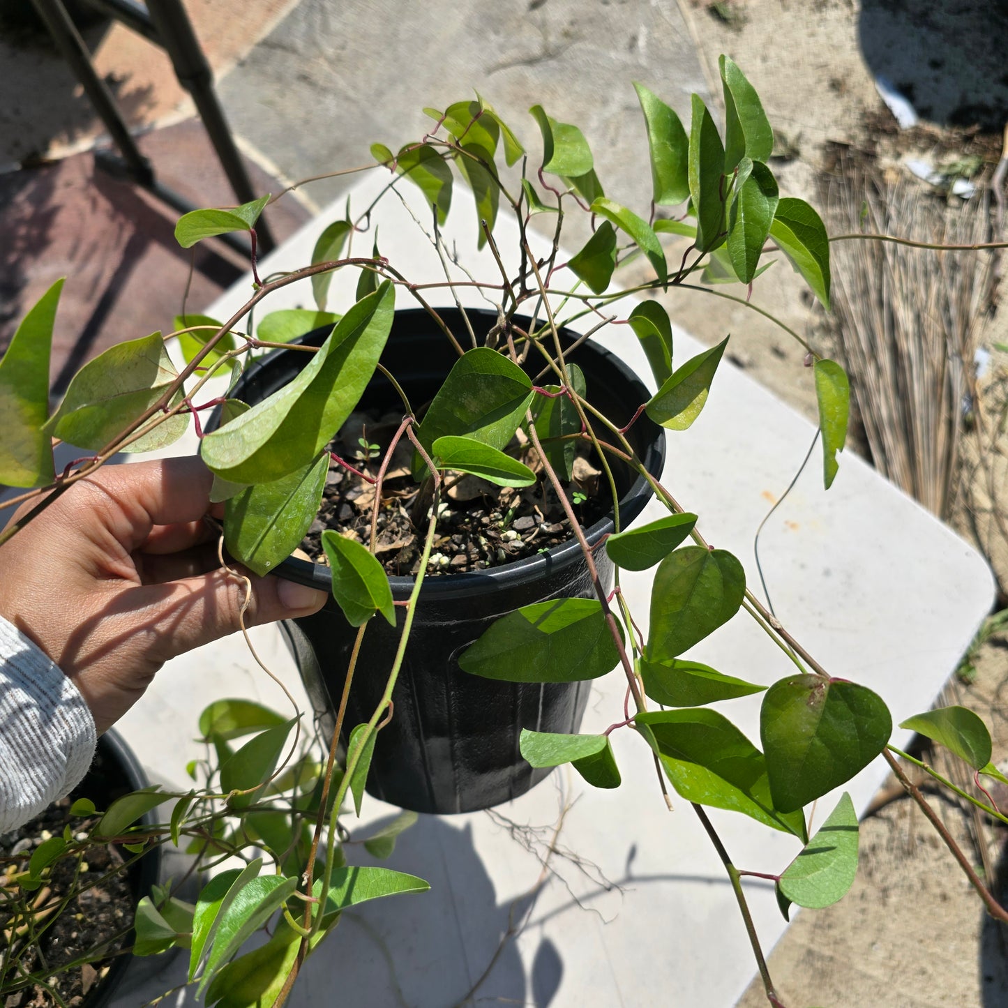 Glass Jelly Vine- 1 gallon pot