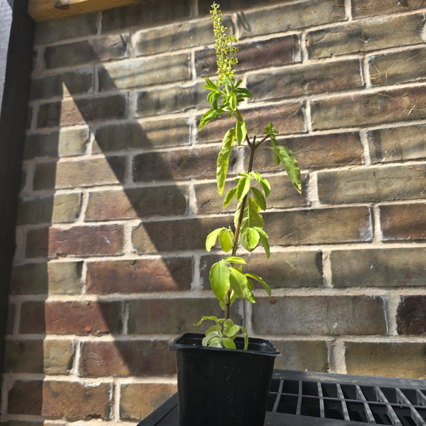 Green Tulsi- Purple Leaf Holy Basil- 4" pot