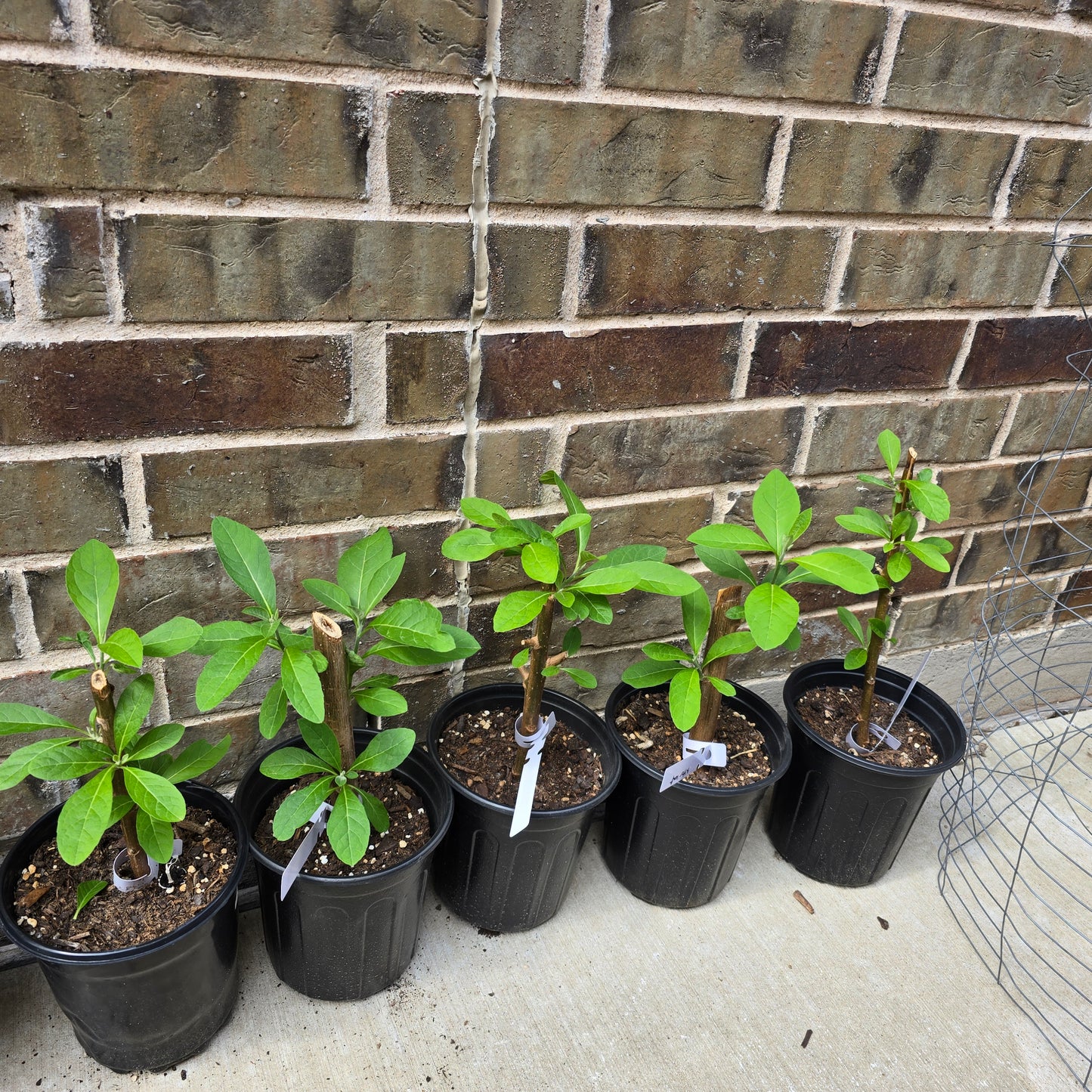 Bitter Leaf Tree-1 gallon pot- Vernonia amygdalina Ewuro/ Yoruba