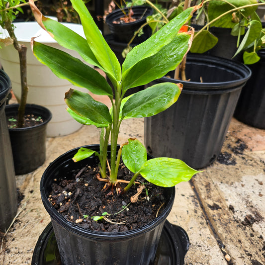 Green Cardamom Live Plant -1 gal| Elettaria cardamomum