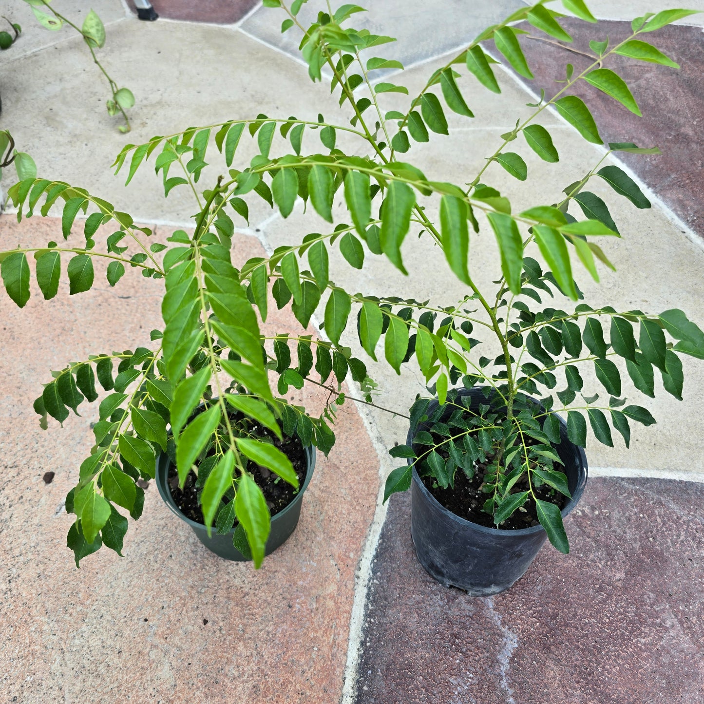 Curry Leaf Plant