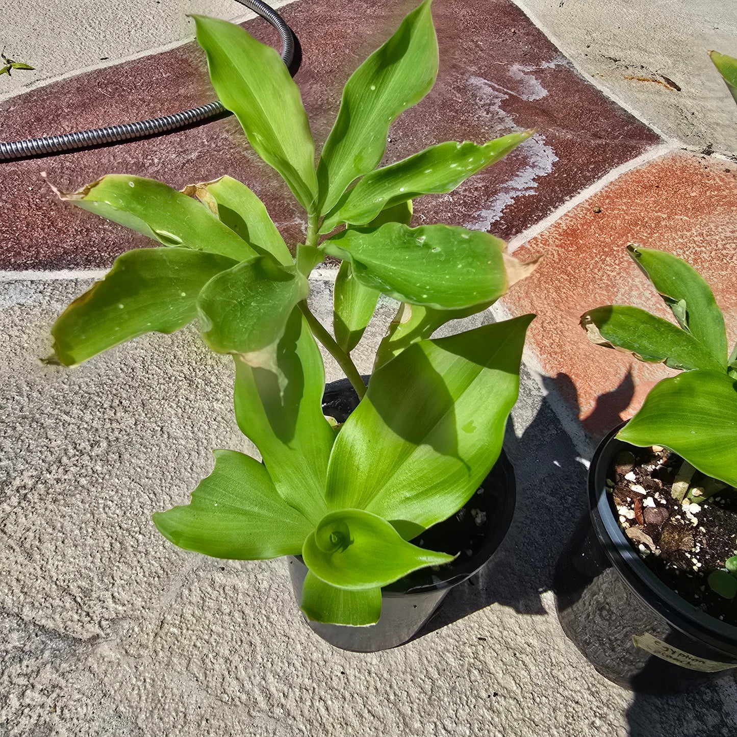 Spiral Flag Plant- Costus igneus