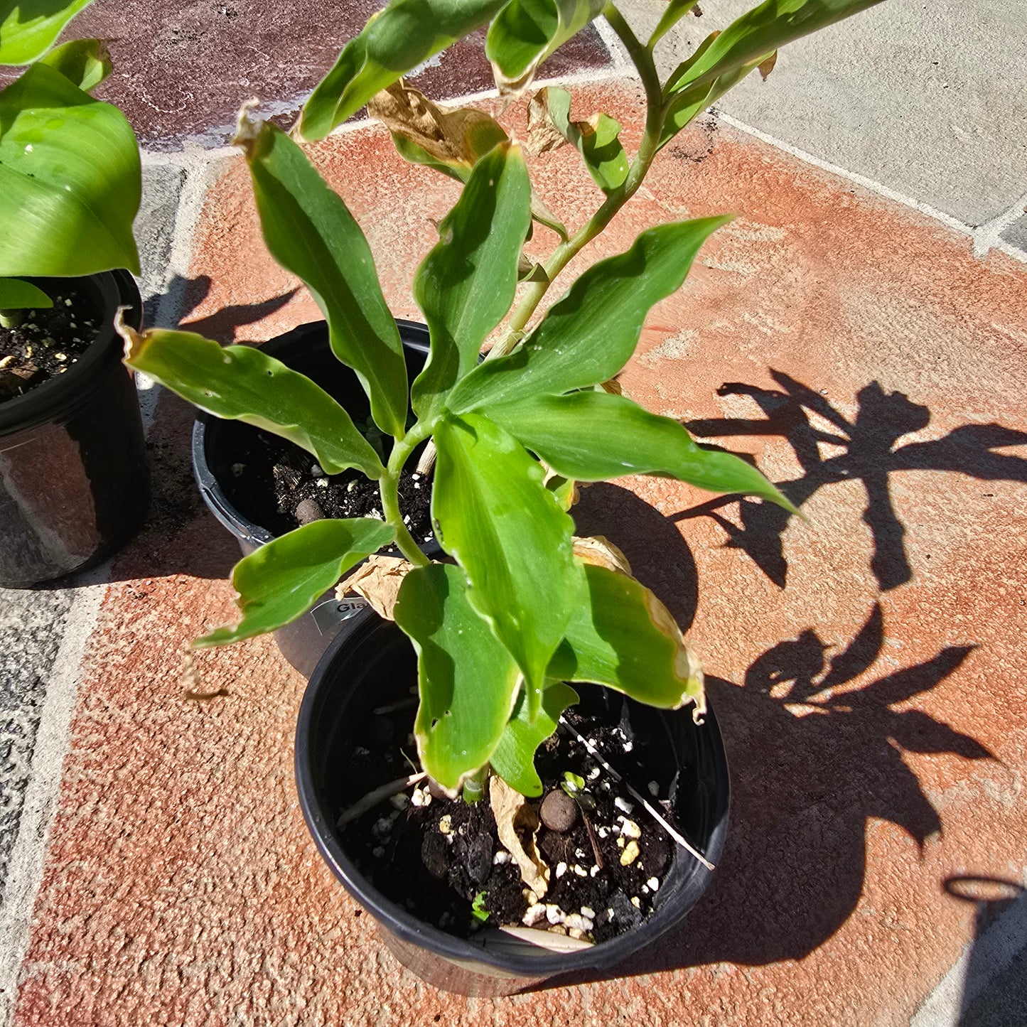 Spiral Flag Plant- Costus igneus