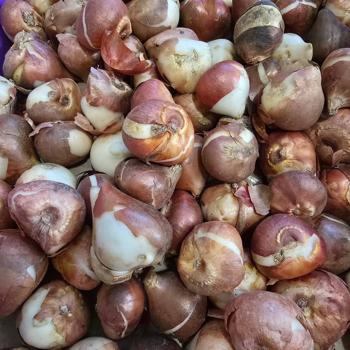 Flower Bulb Box - Large Bulbs(5 Daffodils + 5 Mixed Tulips)